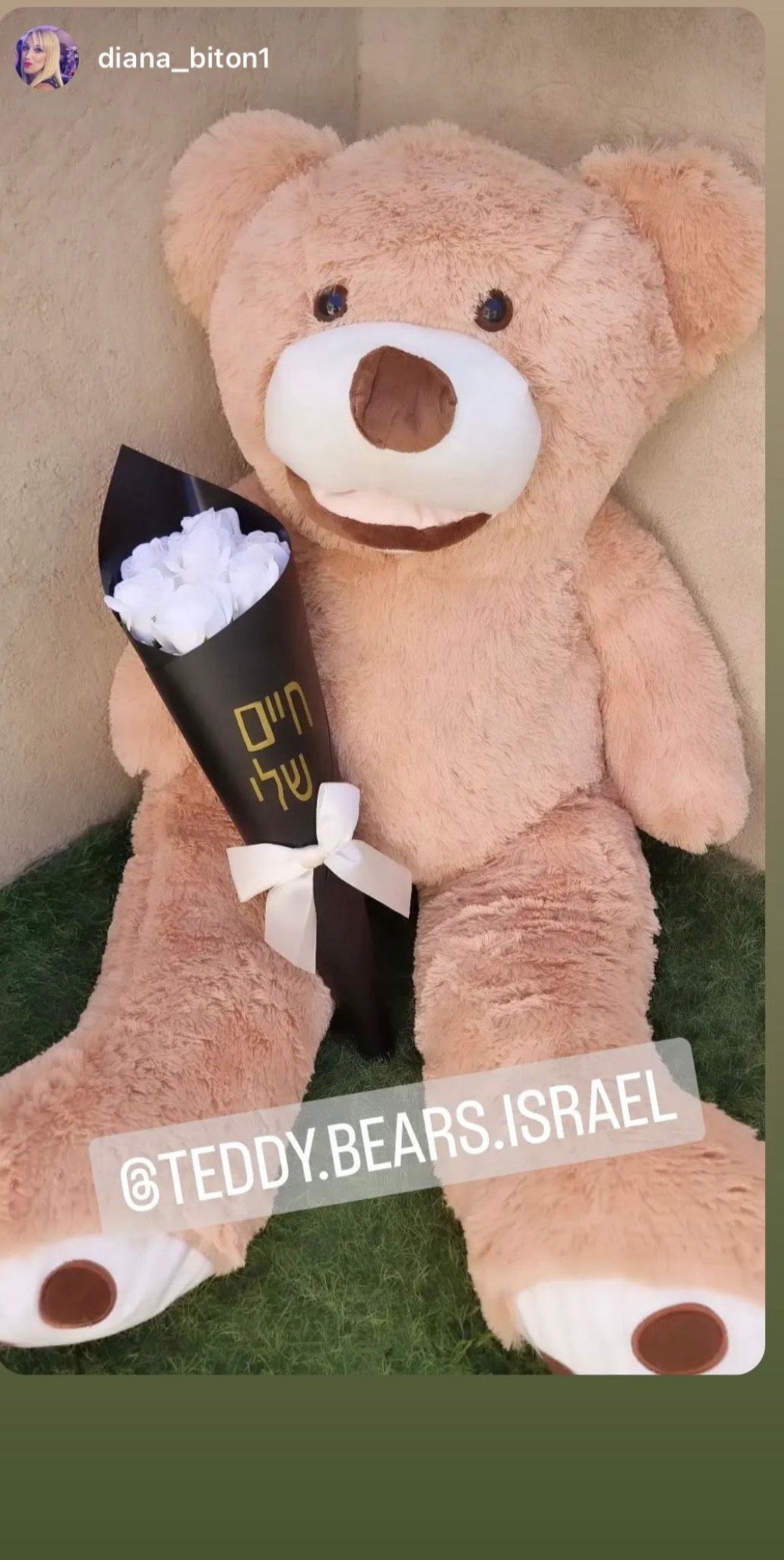 צ׳אפו - 1.60 מטר